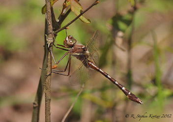 Didymops transversa, male